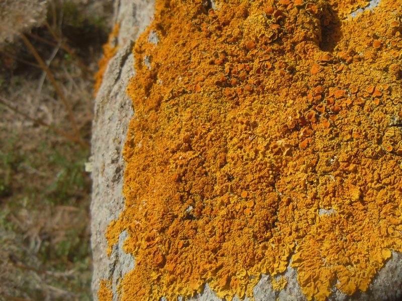 .....dall''Isola di San Pietro